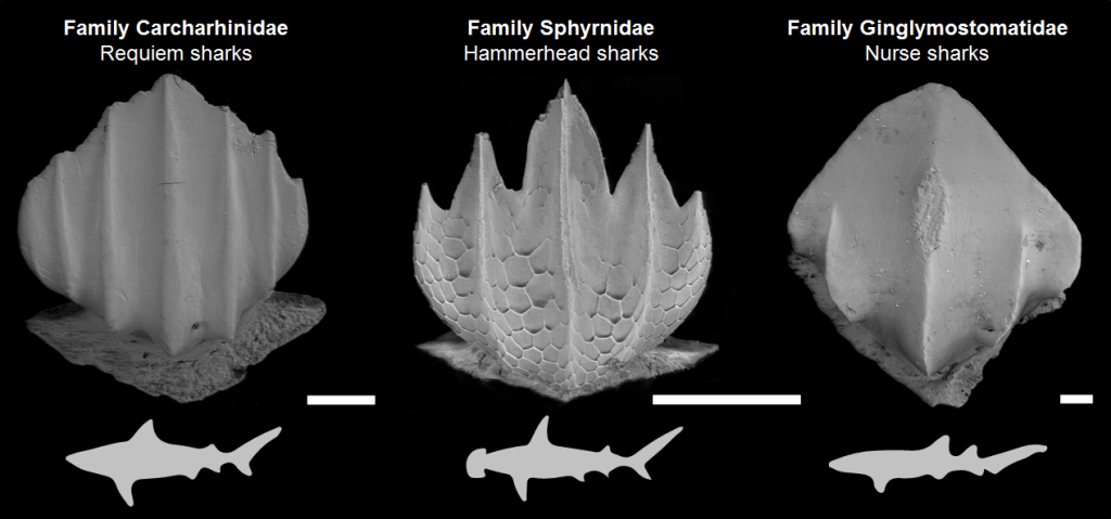 shark denticle family diagram (blog body)